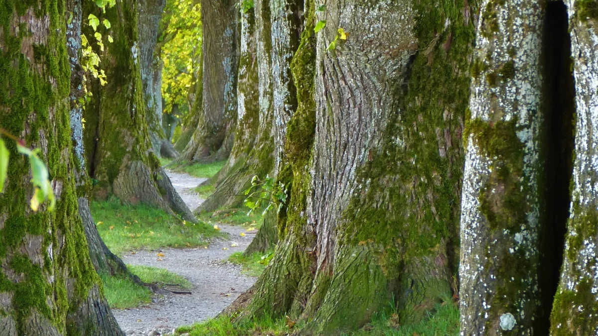 Une psychothérapie : pour quoi, pour qui ?